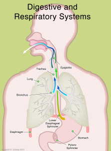 GERD-digestive and respiratory systems