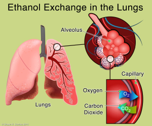 GERD-ethanol exchange in the lungs