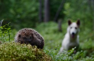 Hedgehog-and-dog-300x196